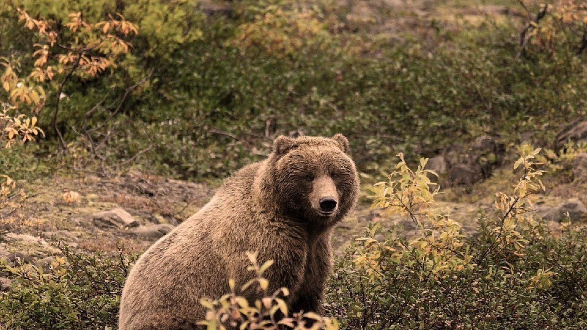 «Медведь»: медитация для преодоления страхов