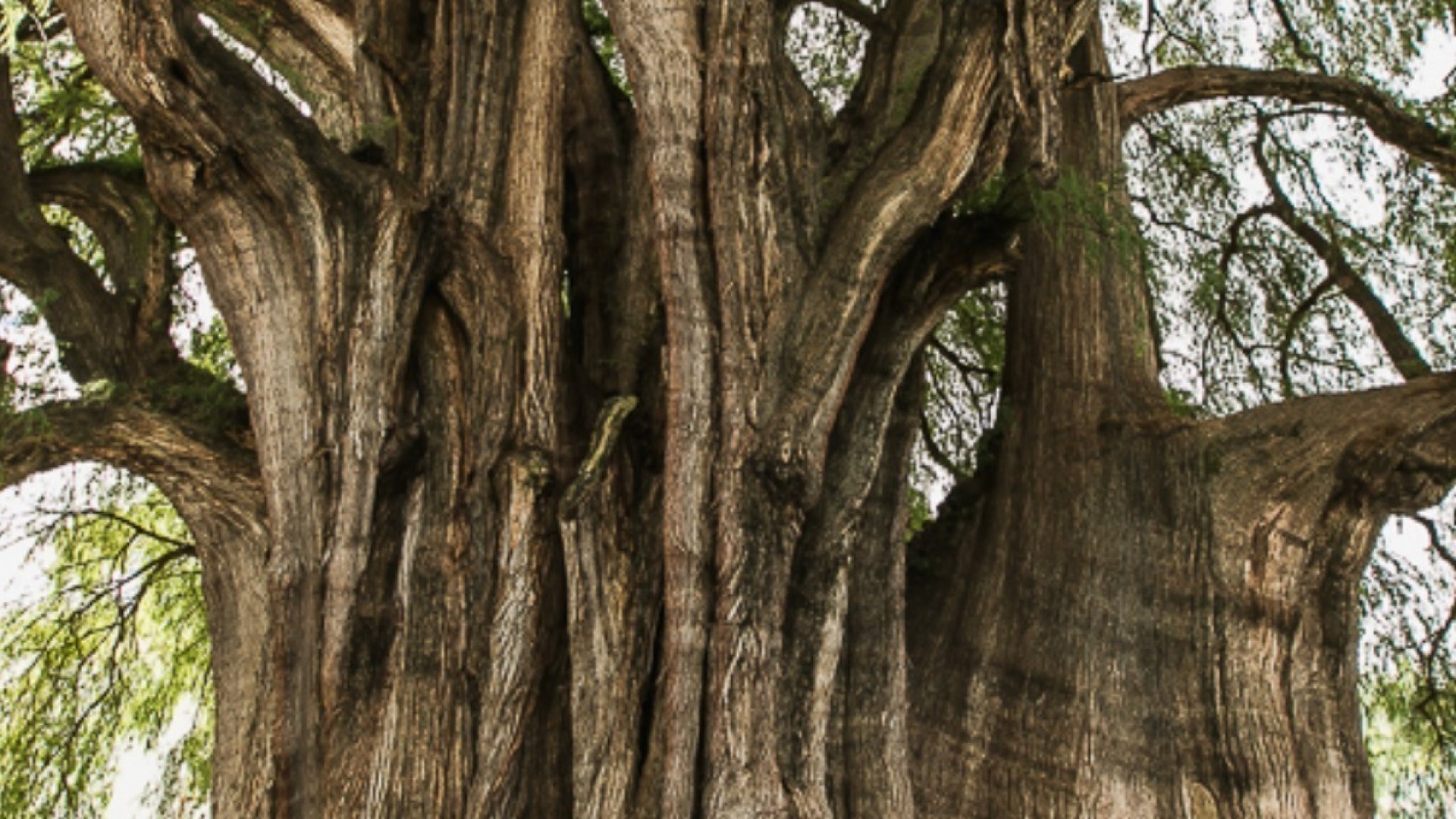 Самый нестройный кипарис. Дерево Туле, Мексика