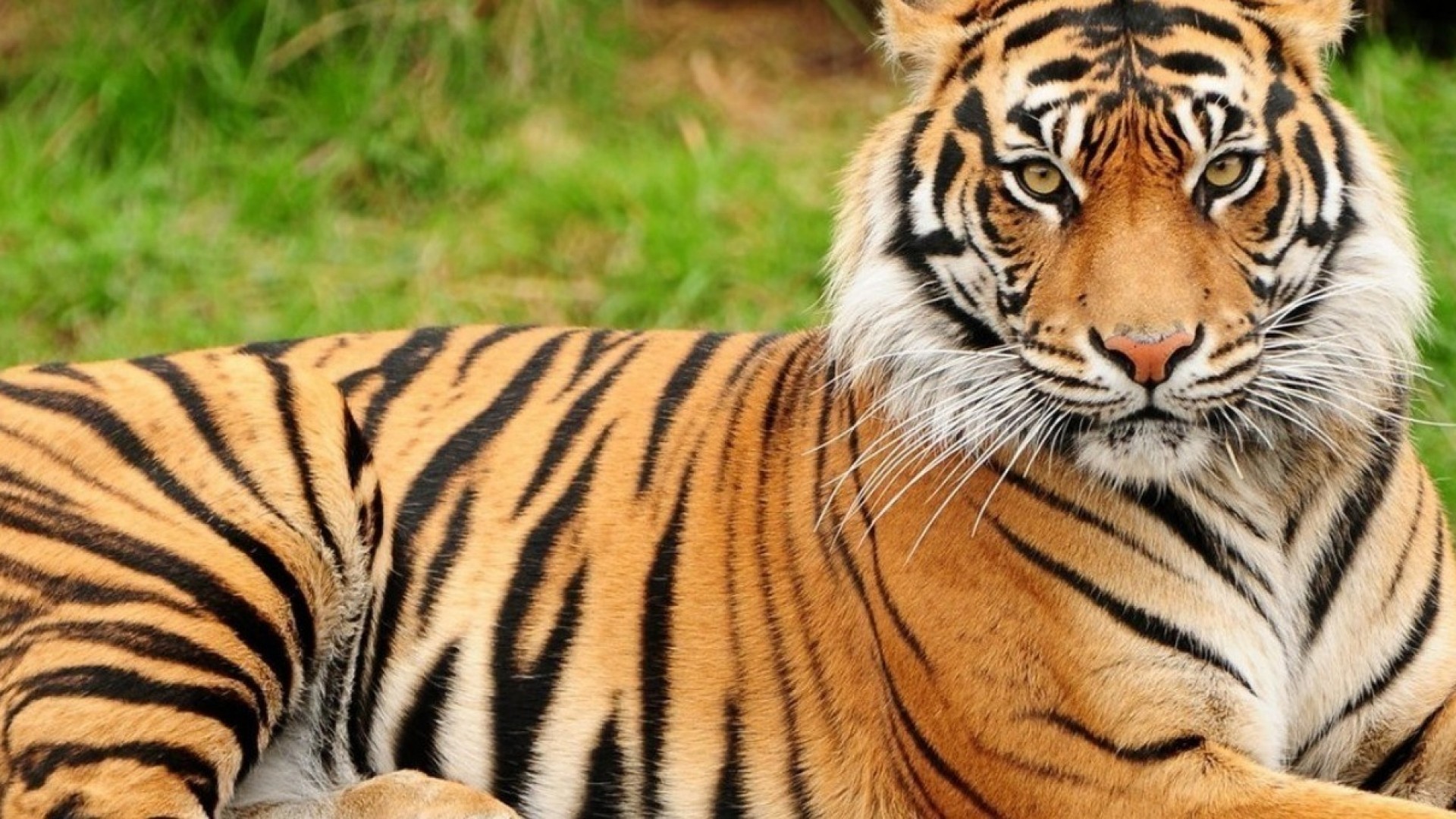 10 интересных фактов о тиграх